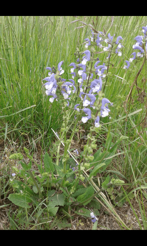 Lamiacea da ID